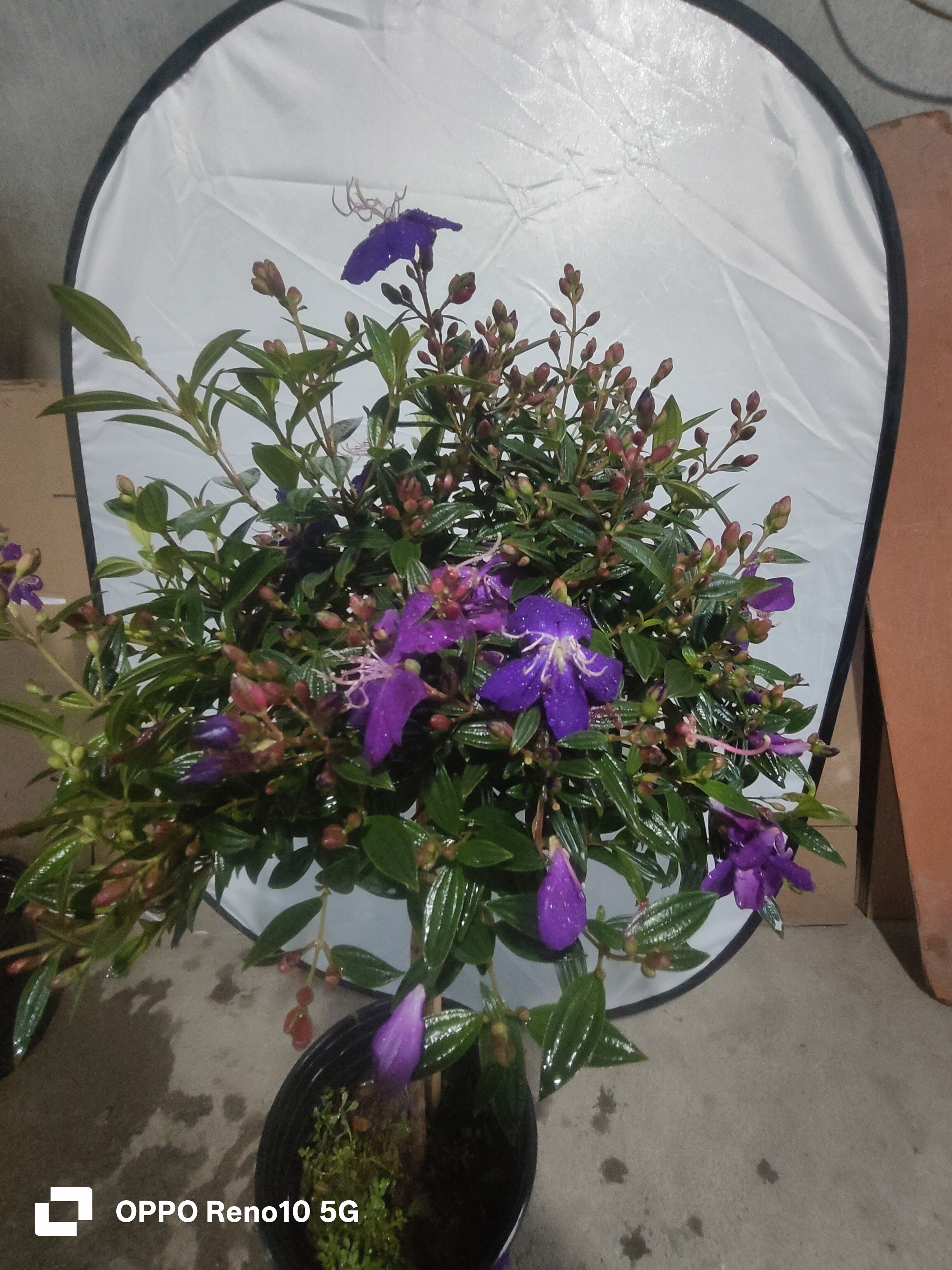公主花野牡丹棒棒糖花卉盆栽易活植物适合阳台室外