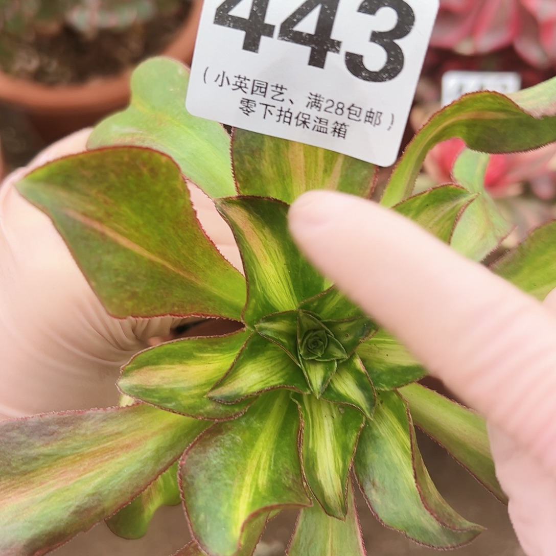 小冰七彩443多肉植物多肉植物