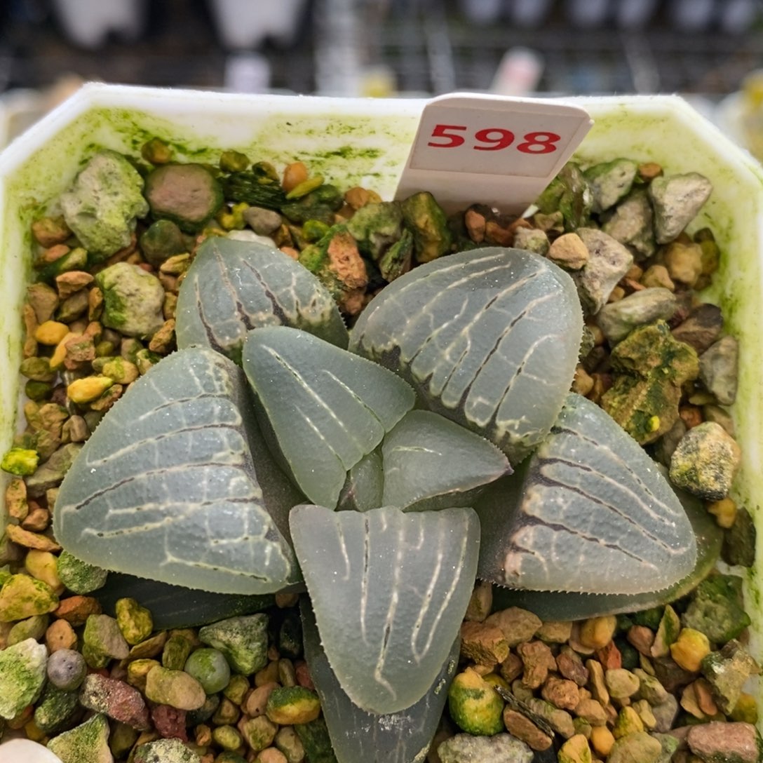 598粉甜心十二卷多肉植物