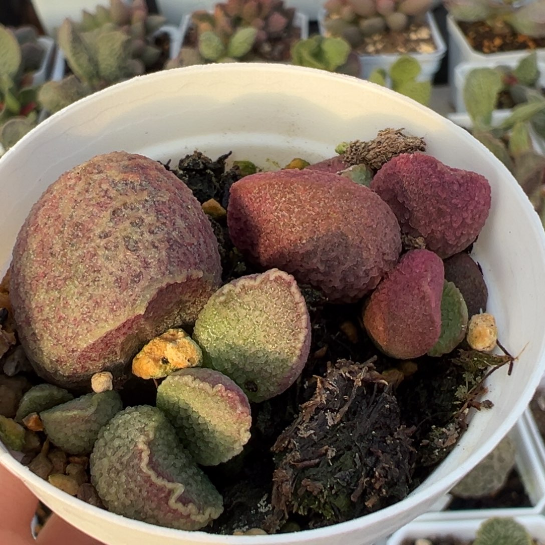 两颗一起猪肝加夏娃