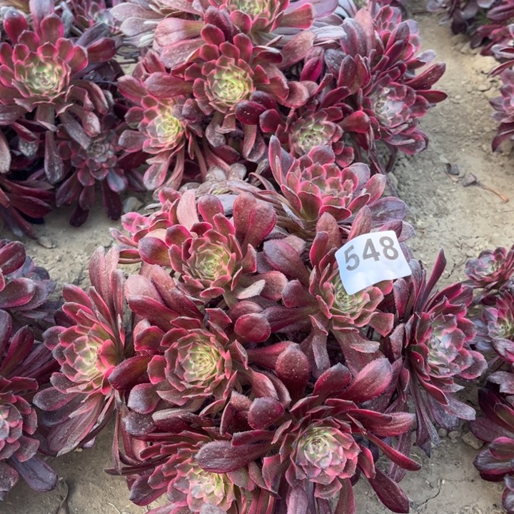 红金刚548不包断枝