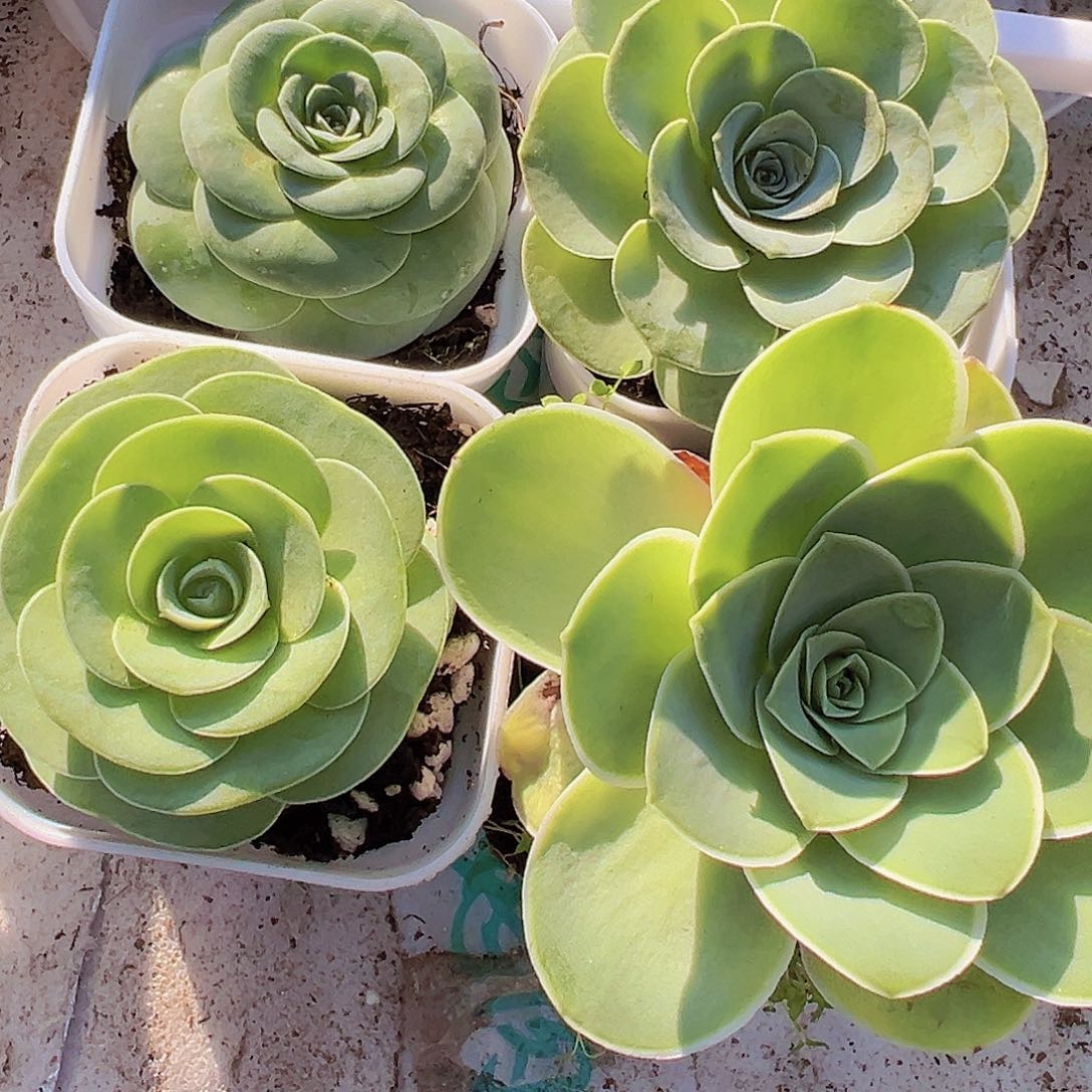 玫瑰组合4颗19包邮