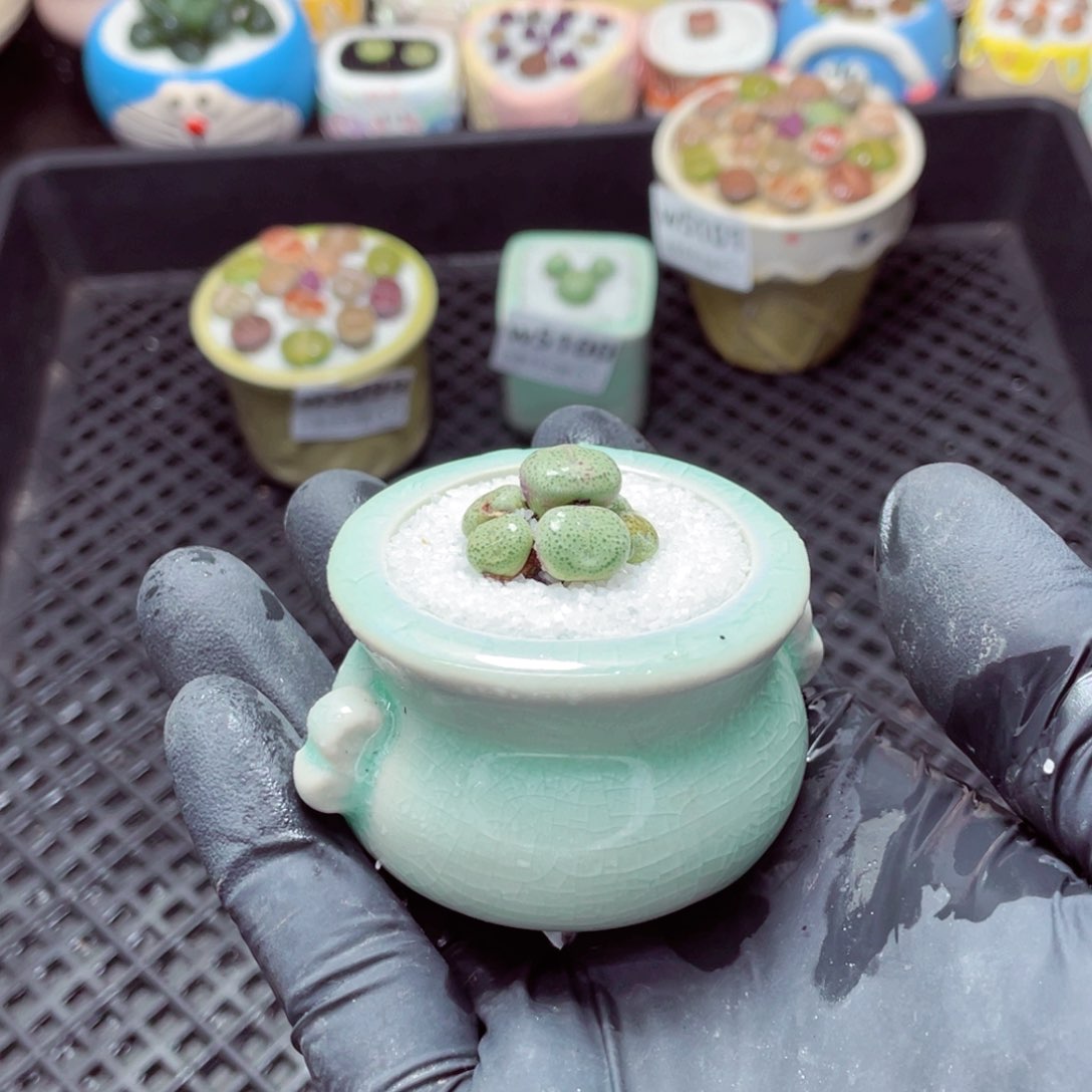 w5102--带盆土发货，零下地区拍保温箱