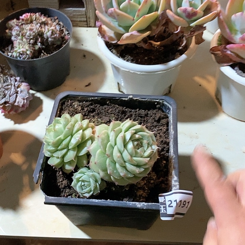 【闪购商品】杂21191