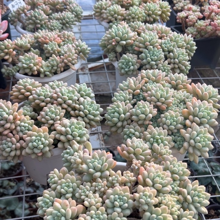 新疆包邮 洛可可