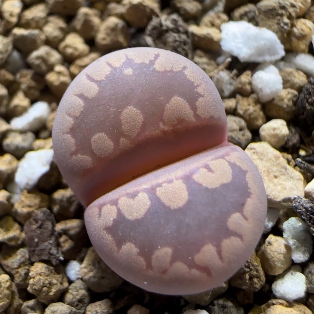 11.12  紫牙福利。 5004