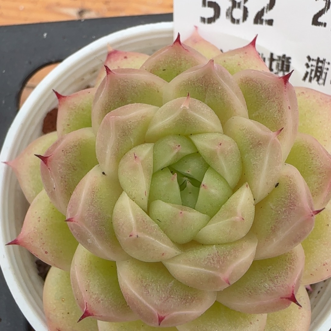 花语逸镜0207-582