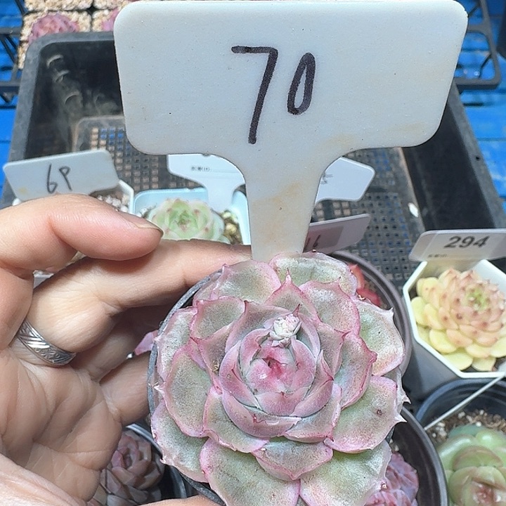 水晶虾饺多肉植物70