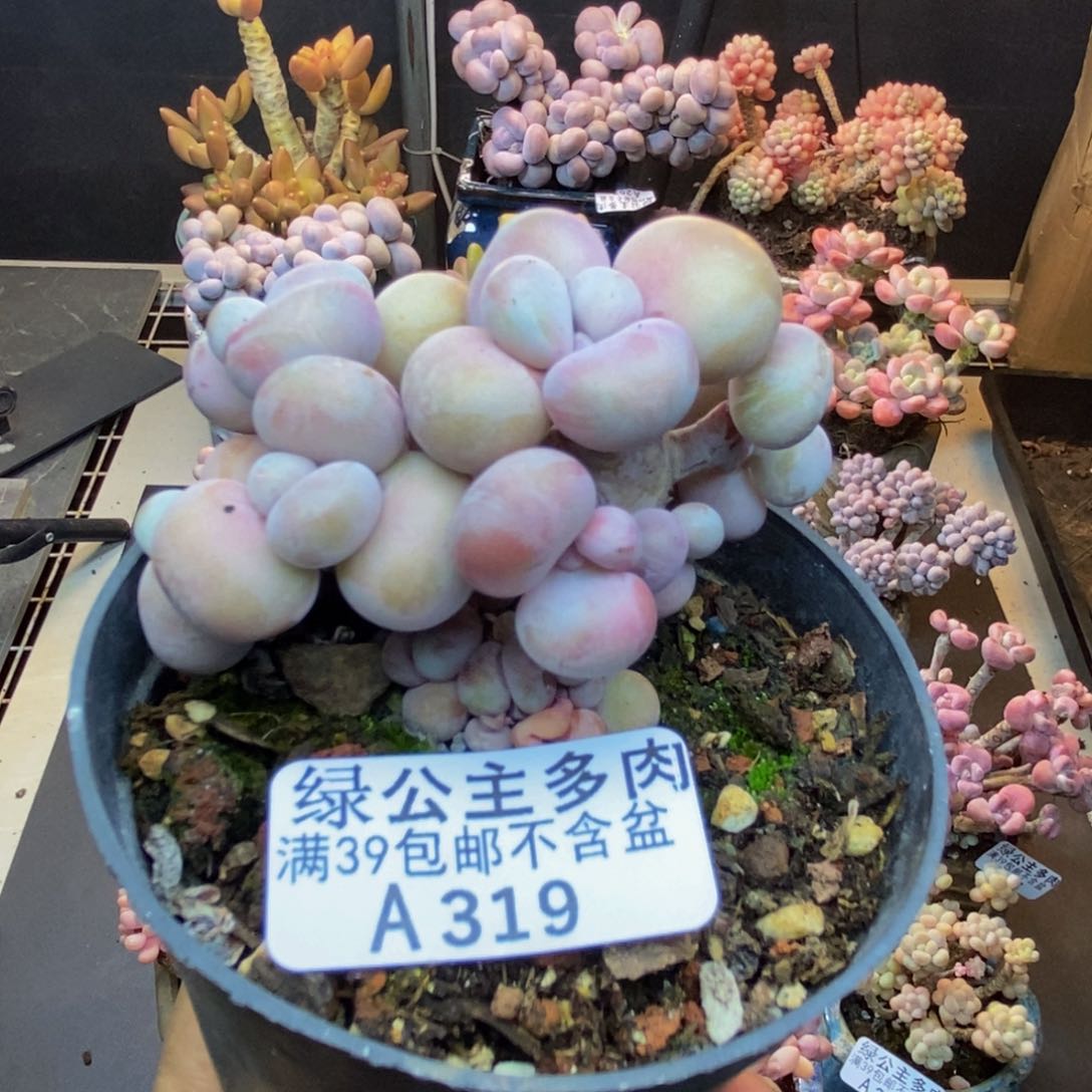 319腰子桃蛋多肉有砍