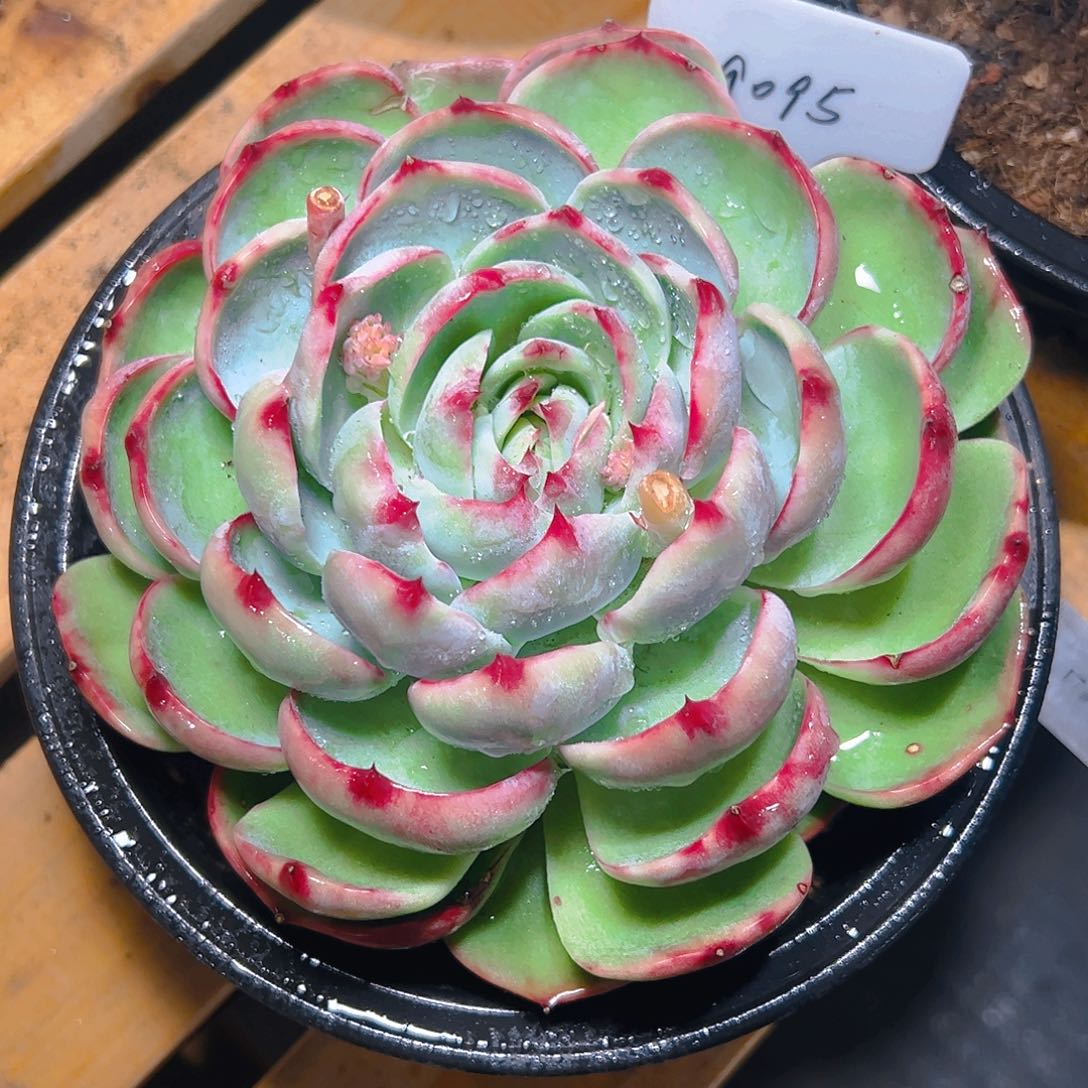 天****雪惊鸿仙子一物一拍9095号