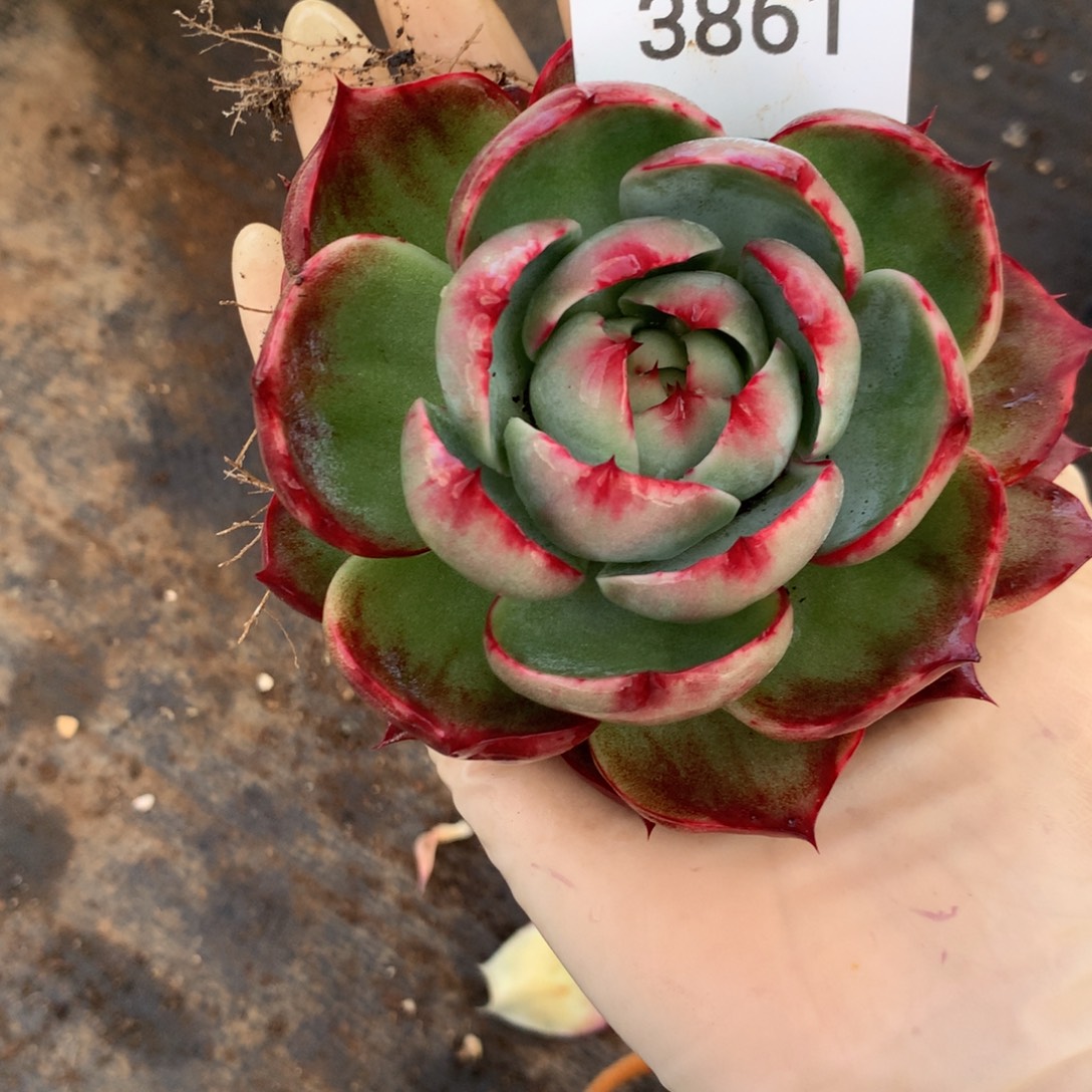 3861一物一拍10厘米