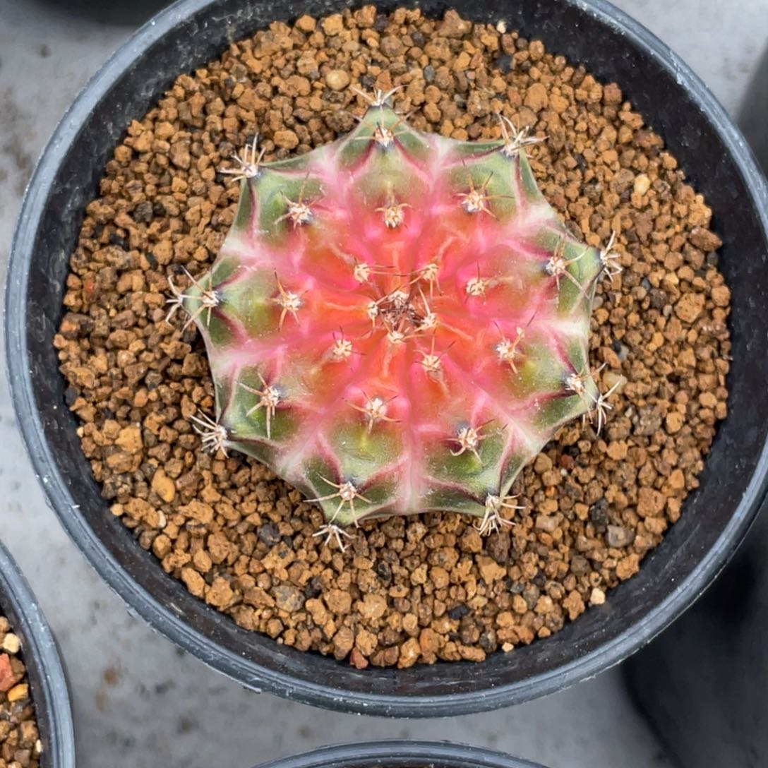 当前无花朵，栽培后可花朵皇氏