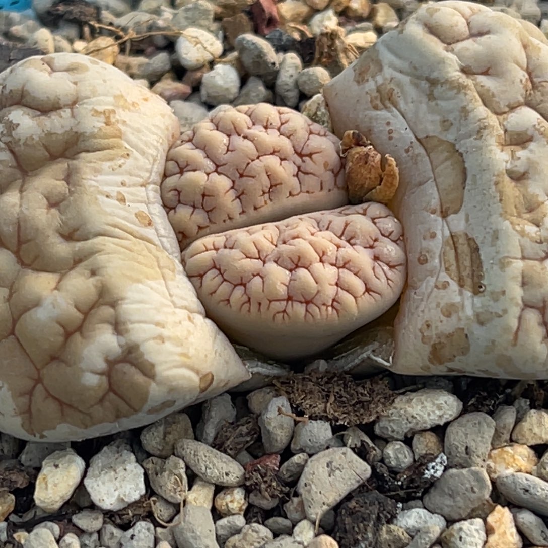 悟***问9681凹凸脑纹189一颗