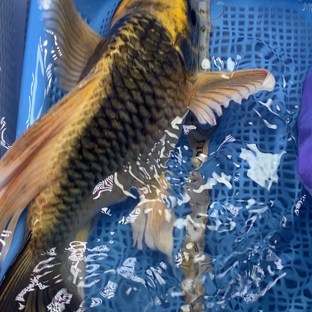 锦鲤冷水锦鲤包邮