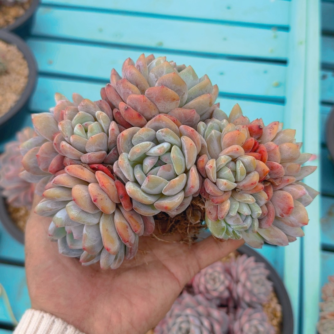 送多肉11111111111111