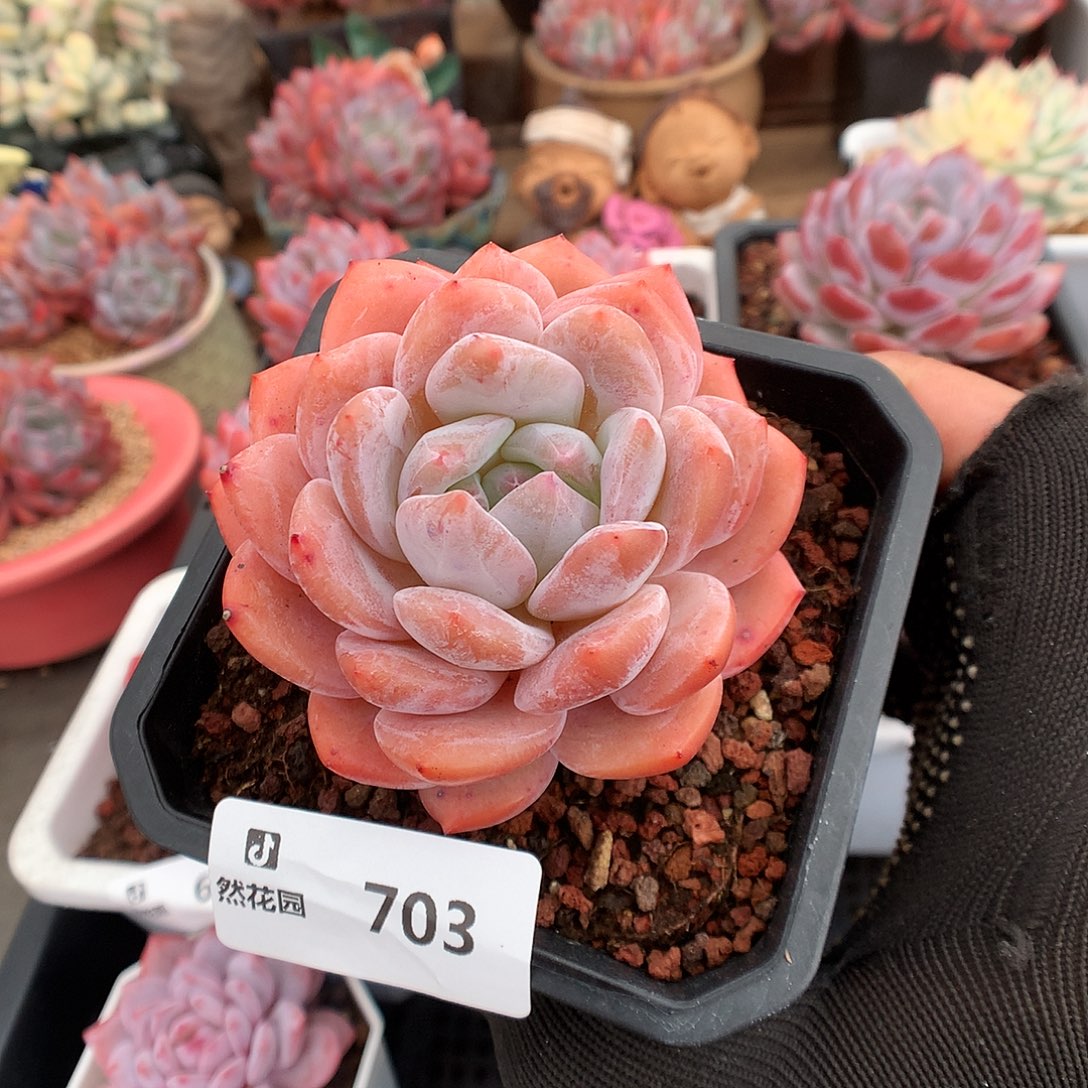 703雪天使多肉植物6666