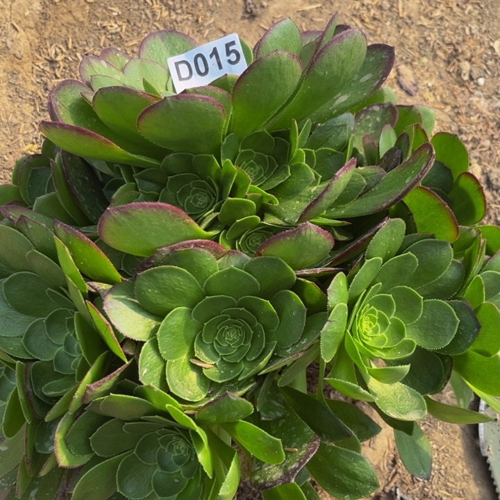 015万圣夜多肉法师不包断枝