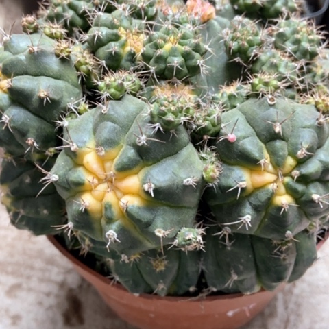 青苹果仙人球18米仙人球