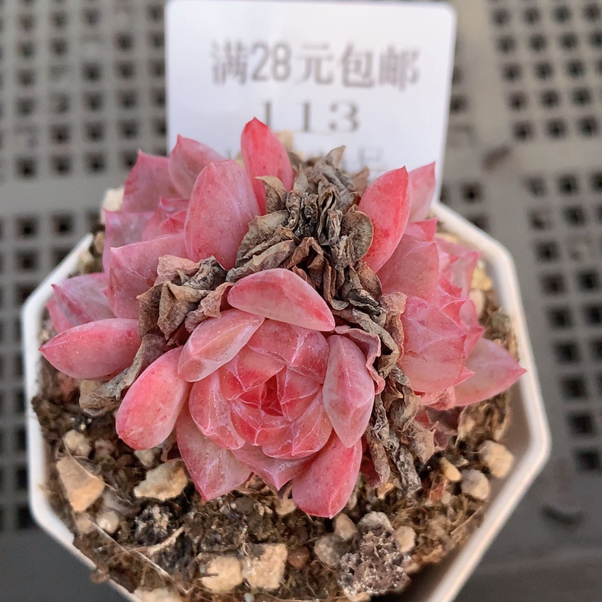 【闪购商品】云113号