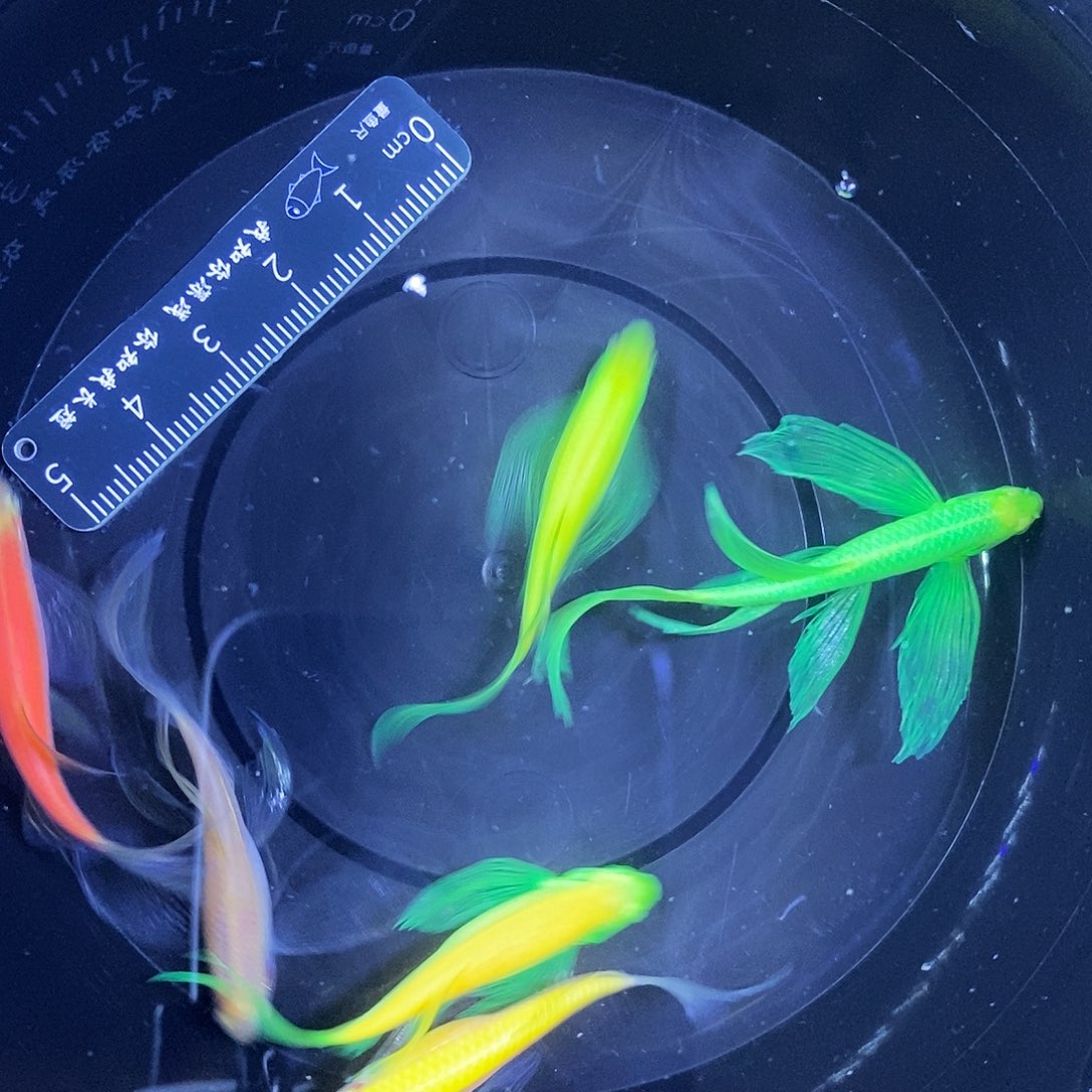 斑马鱼蝶翼斑马4-5厘米6条