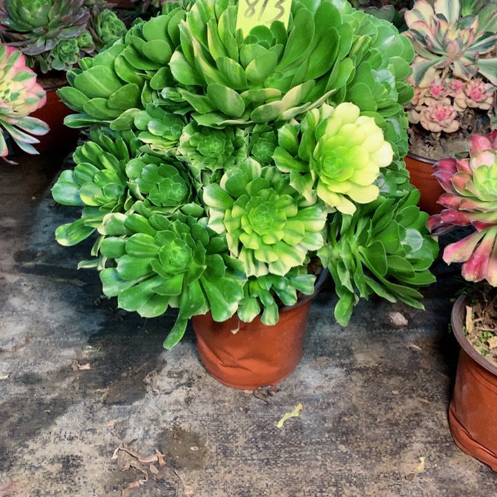 813五彩琉璃多肉一物一拍～