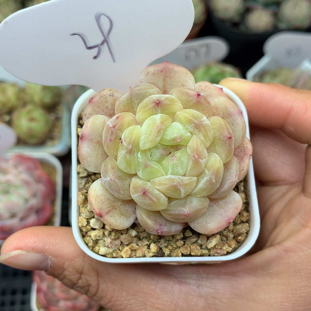 黄心白色恋人单头39