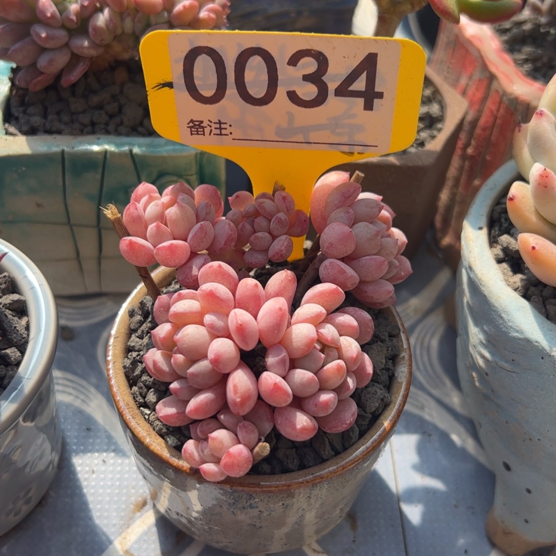 小红蛋群多肉植物