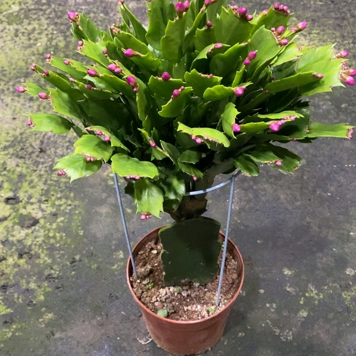 浪***瑰沙伦深紫色蟹爪兰