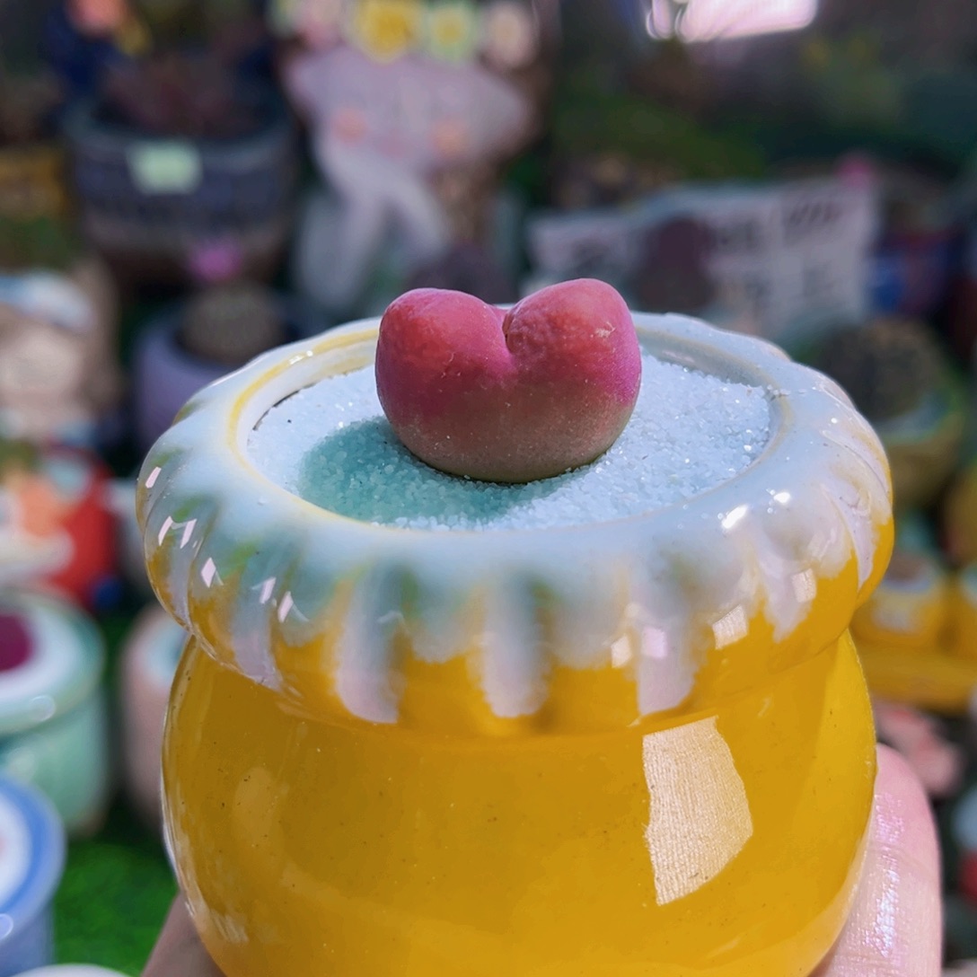 03毛汉尼2.4cm连盆带土包邮