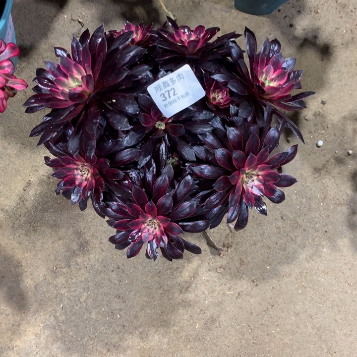 372黑天鹅多肉植物