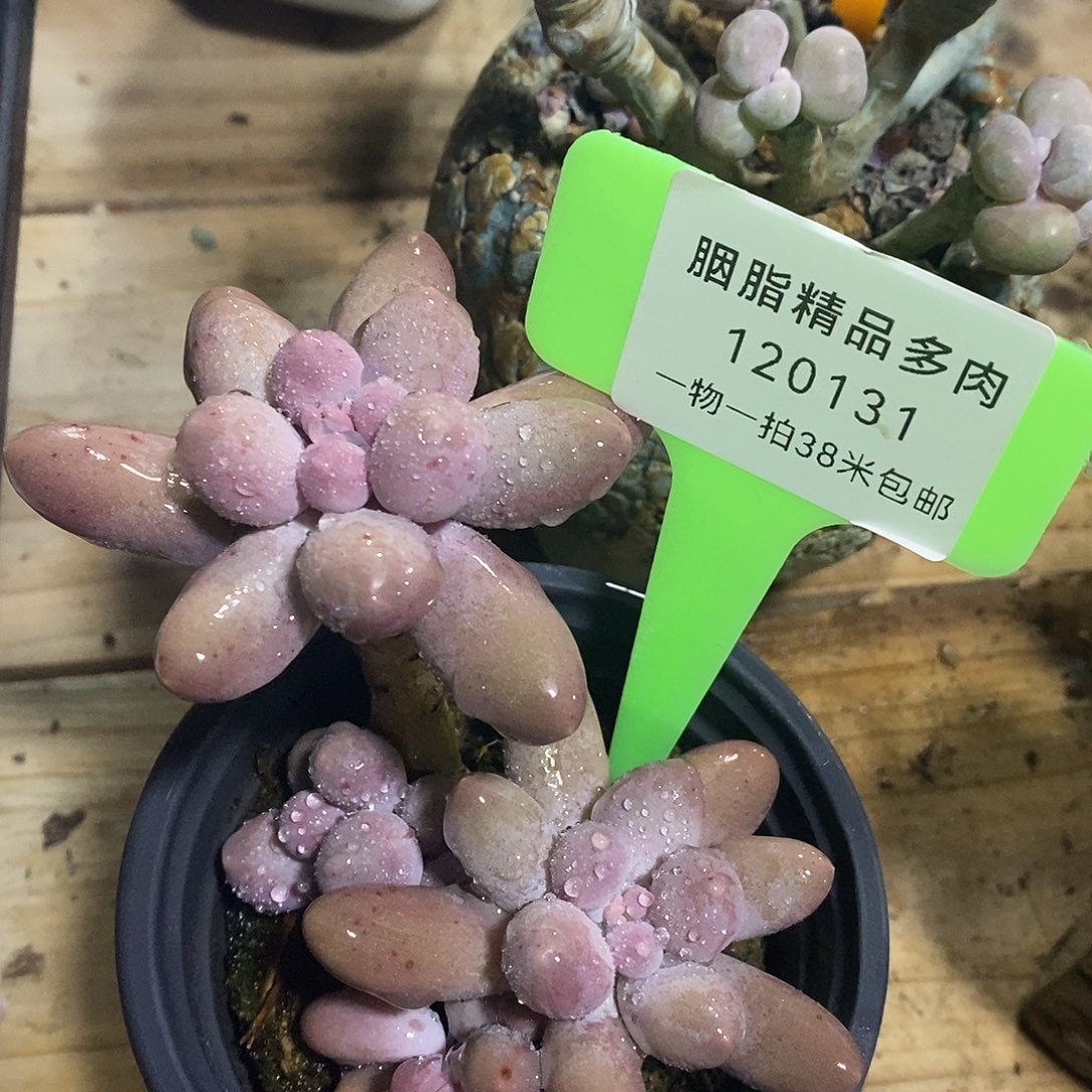 120131啊老婆我跑图了