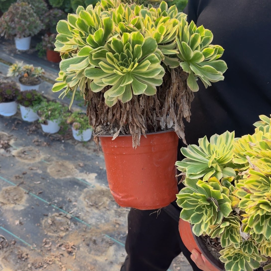 芳华多肉植物10多肉