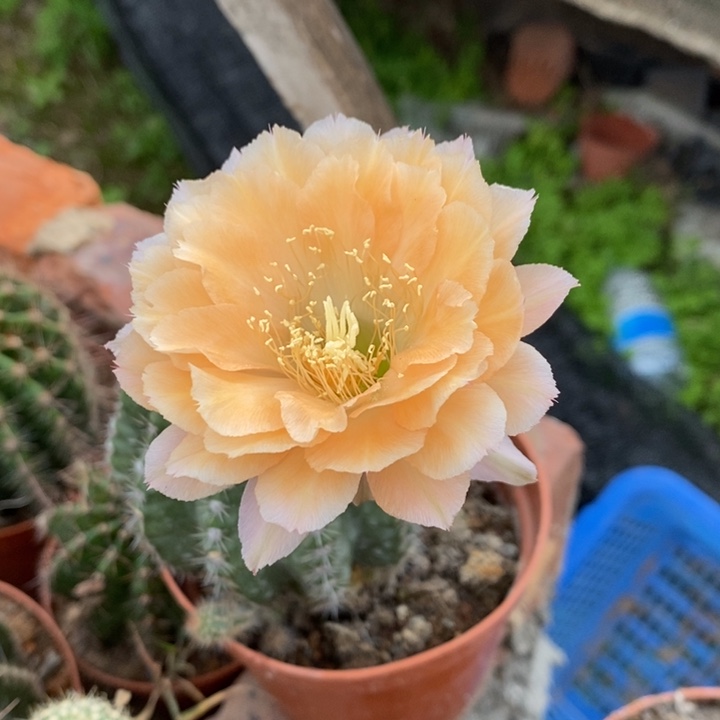 第*梦彩草仙人球系列