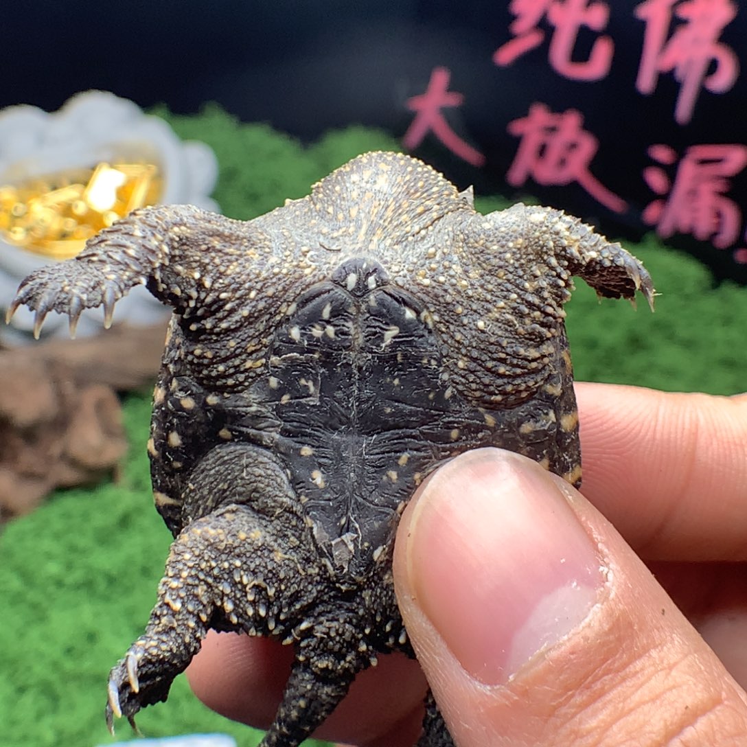 绿毛龟母匠哥龟龟专属链接