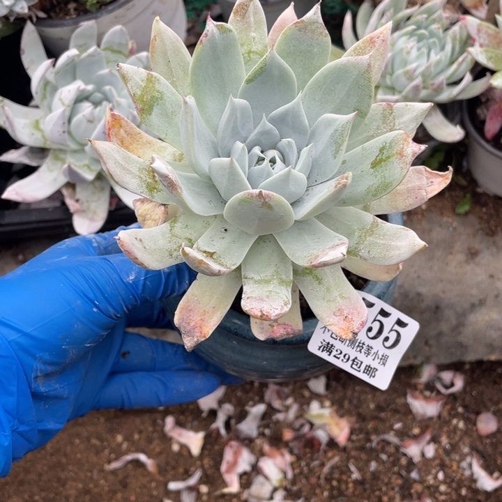 555号雪山杂多肉植物