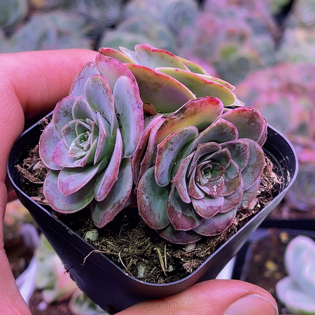 紫殊 开播福利 非偏远包邮多肉