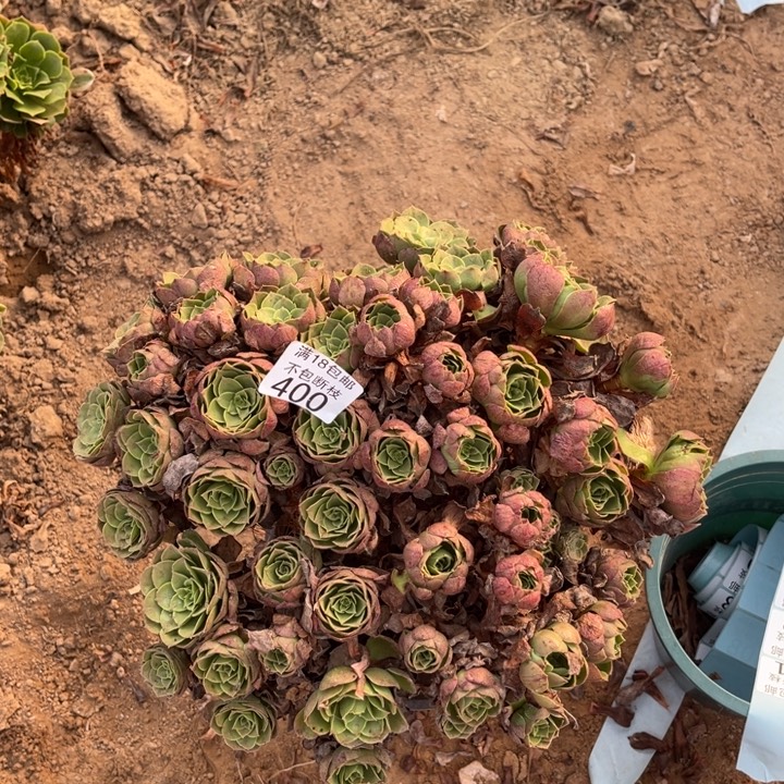 400万圣夜大绣球4法师多S