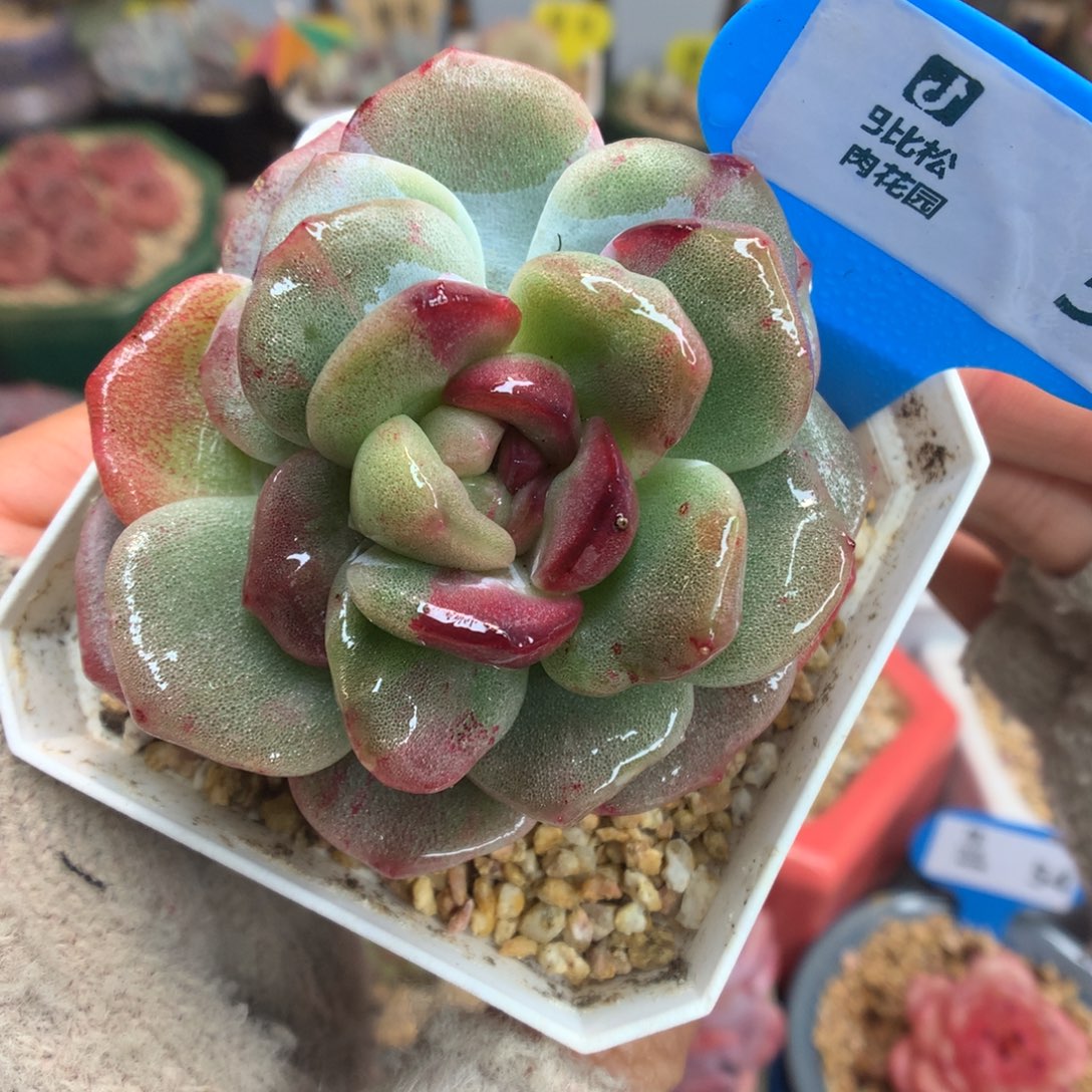 52阴阳脸冰玉石化多肉