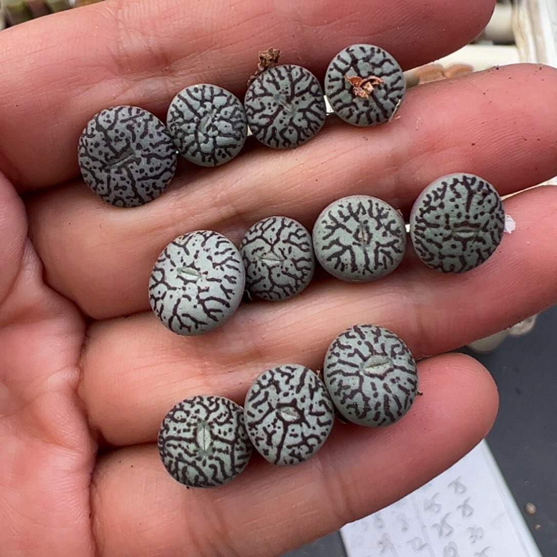 12.9好看的多肉脱土发货561