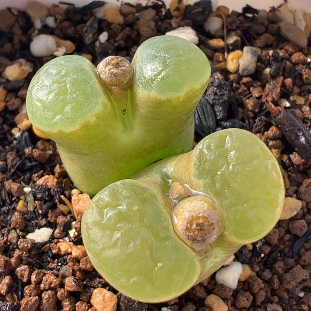 752多肉植物百科