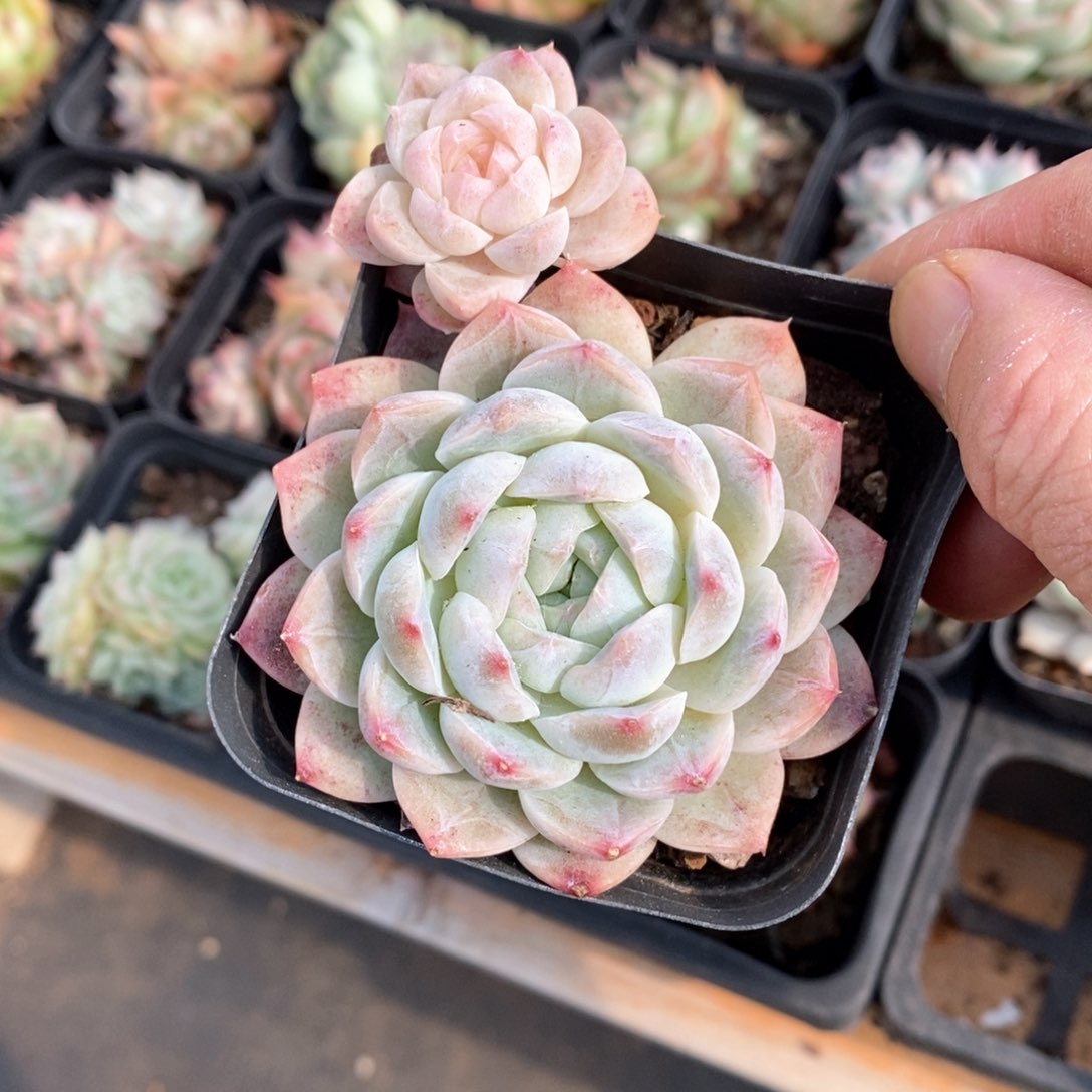 精品多肉一物一拍不包整197