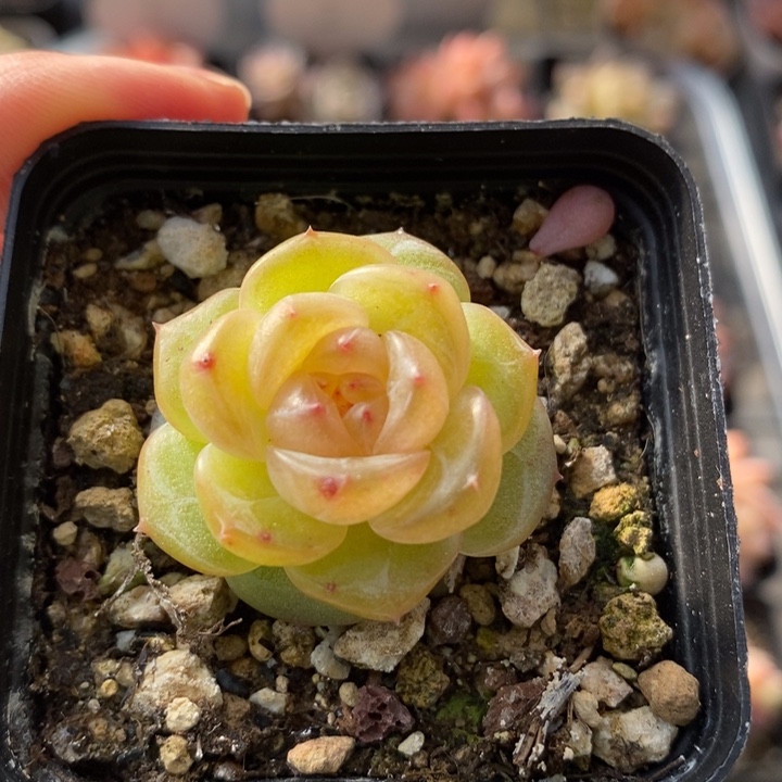 1015 多肉 多肉 12.9