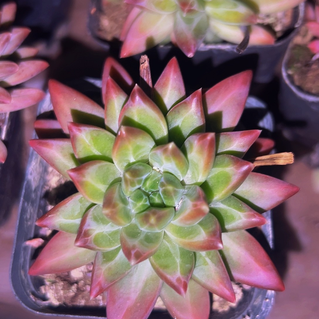 桔云多肉美人精品系列