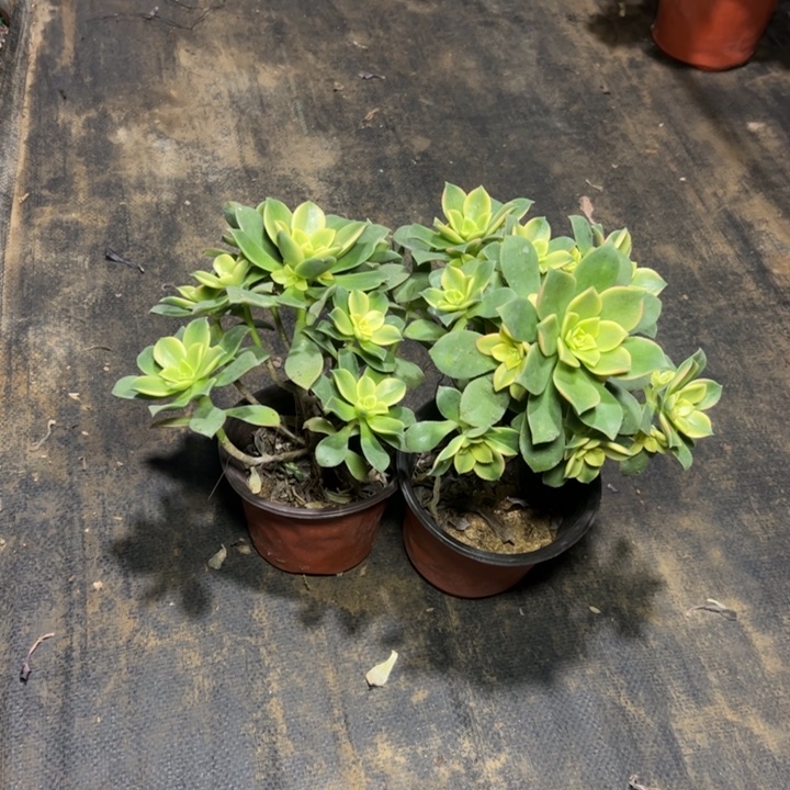 25二颗艳日辉多肉多肉