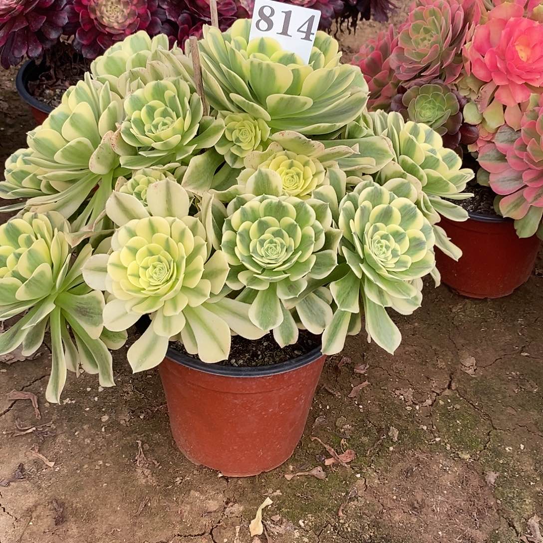 绿豆莎814多肉法师植物