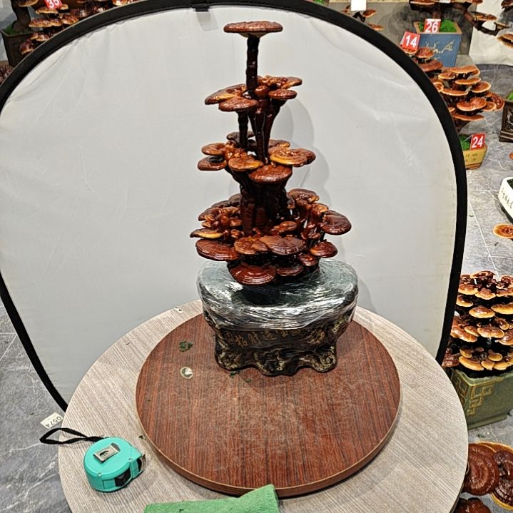 用****5灵芝盆景高端大气上档次