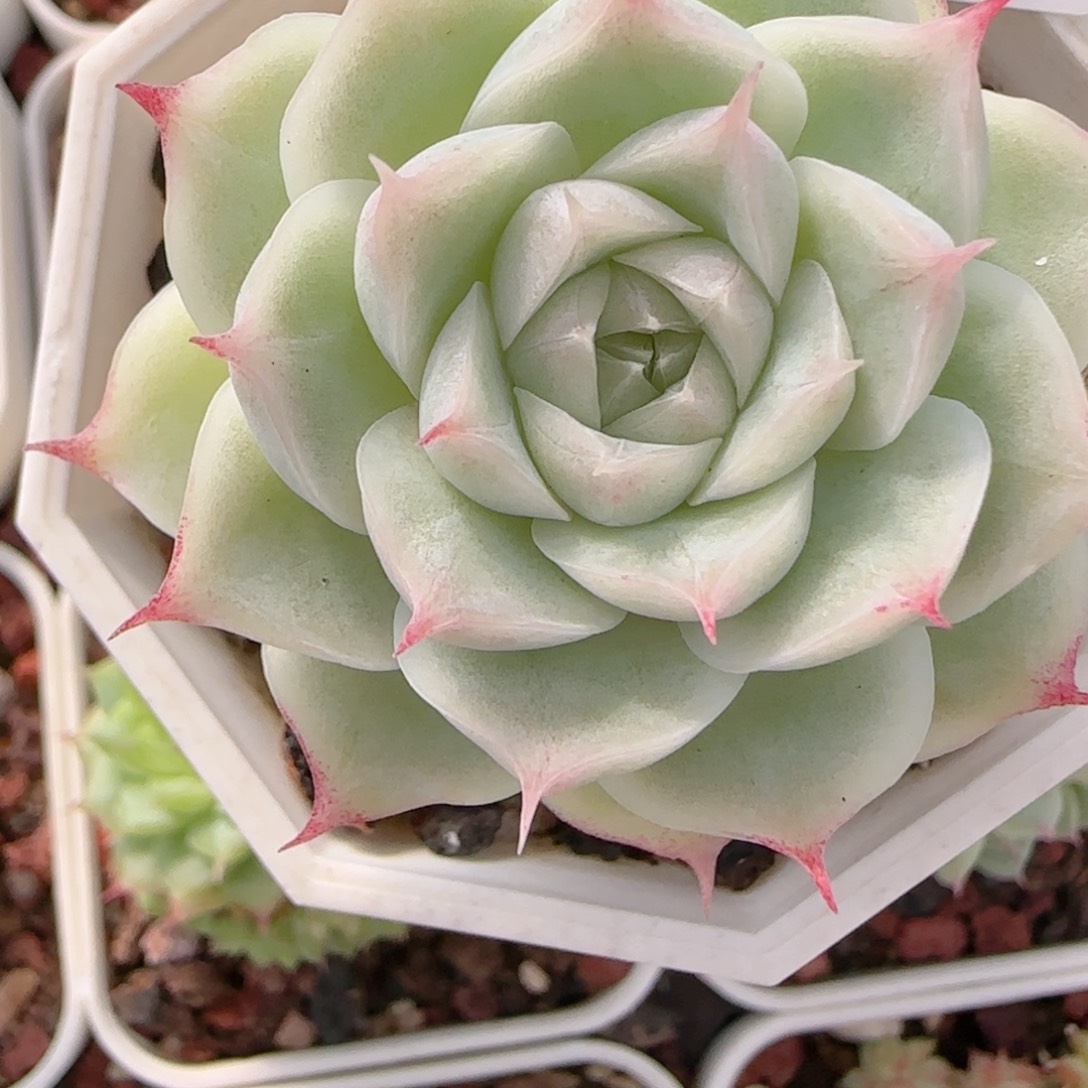 *****花语多肉1206-164女王