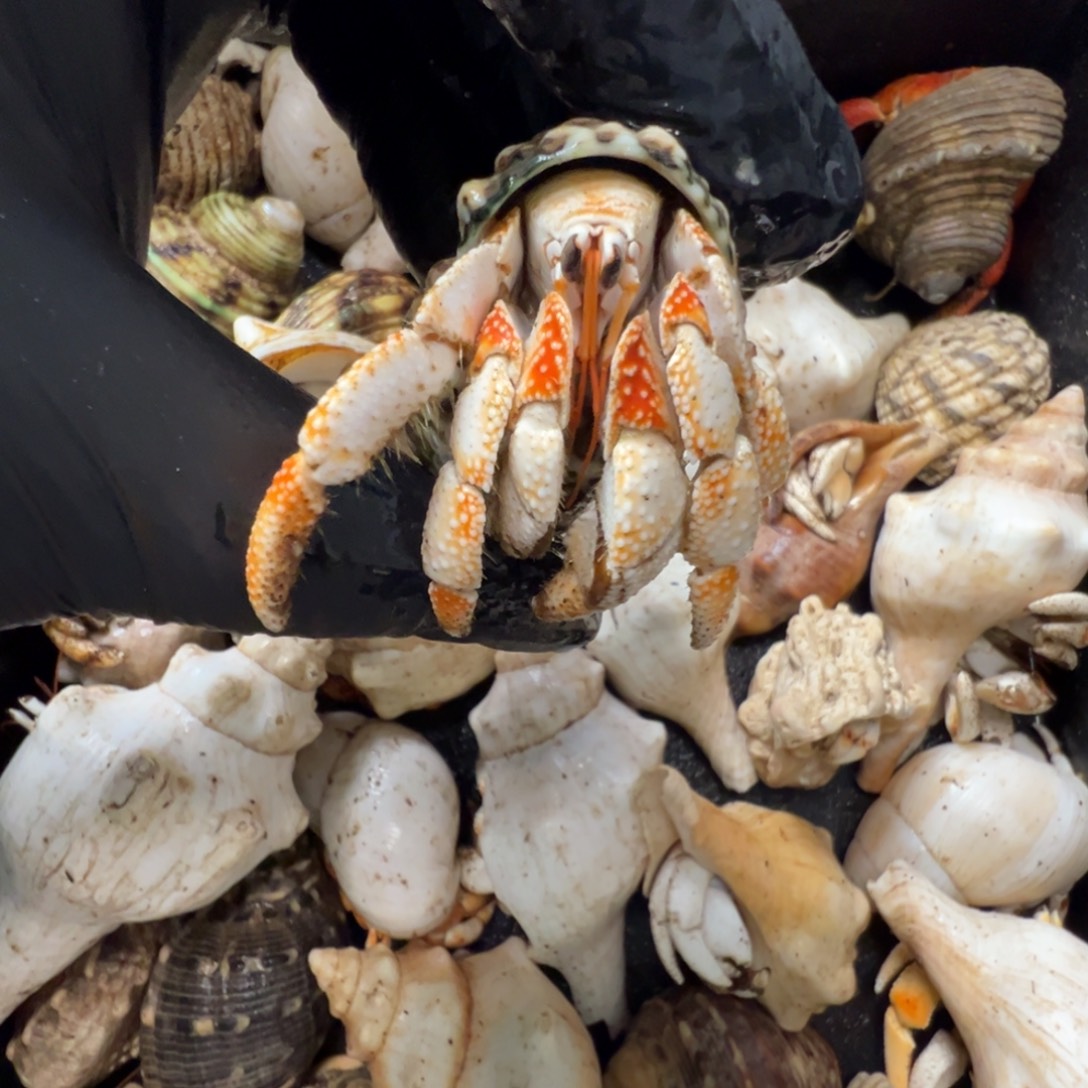 40口径白草白橘奶配色