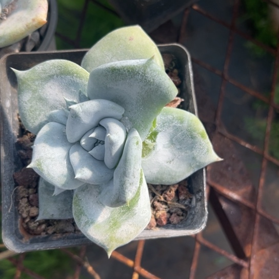 奇*屋谢谢宝，一物一拍2960