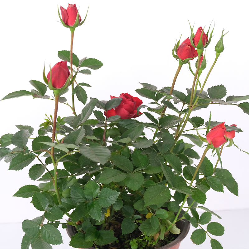 王的森林中国红开花小能手